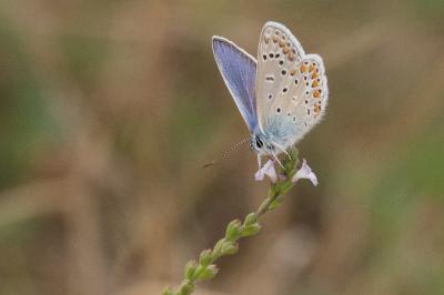 <i>Polyommatus icarus</i>
