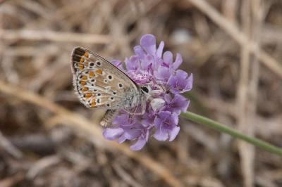 <i>Aricia agestis</i>