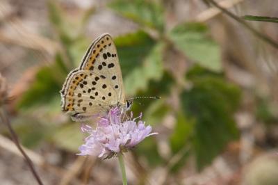 <i>Lycaena tityrus</i>
