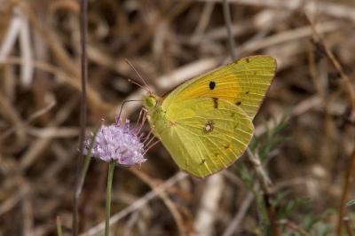 <i>Colias crocea</i>