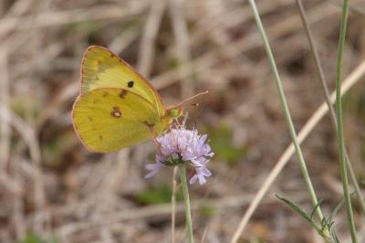 <i>Colias hyale</i>