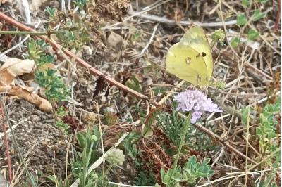 <i>Colias hyale</i>