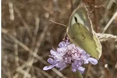 <i>Colias hyale</i>