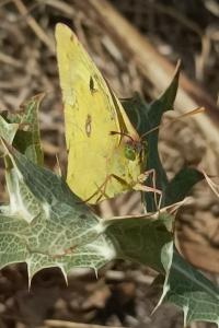 <i>Colias</i>