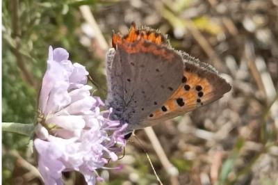 <i>Lycaena phlaeas</i>