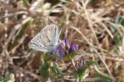 <i>Polyommatus icarus</i>