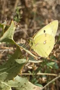 <i>Colias hyale</i>