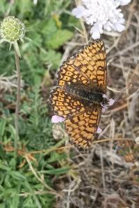 <i>Melitaea cinxia</i>