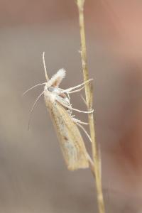 <i>Agriphila inquinatella</i>