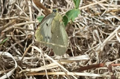 <i>Colias crocea</i>