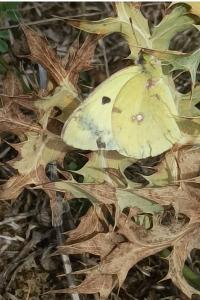 <i>Colias</i>