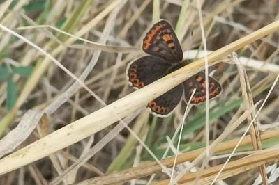 <i>Lycaena tityrus</i>
