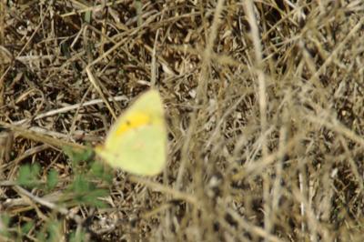 <i>Colias crocea</i>