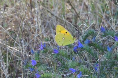 <i>Colias crocea</i>