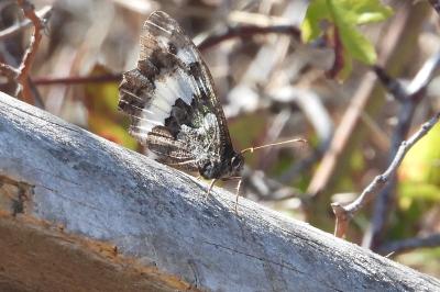 <i>Brintesia circe</i>