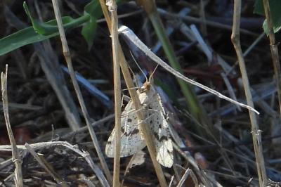 <i>Aspitates ochrearia</i>