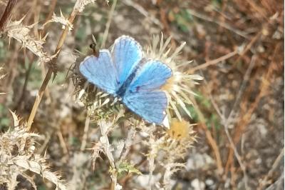 <i>Lysandra bellargus</i>