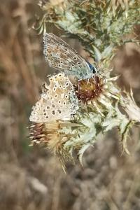 <i>Lysandra bellargus</i>