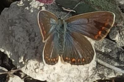 <i>Polyommatus icarus</i>
