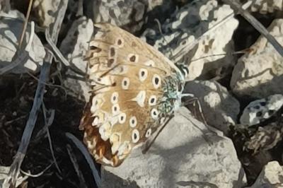 <i>Lysandra coridon</i>