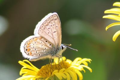 <i>Polyommatus icarus</i>