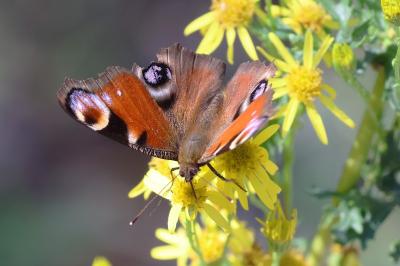 <i>Aglais io</i>