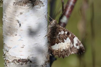 <i>Brintesia circe</i>