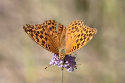 <i>Argynnis paphia</i>