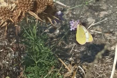 <i>Colias</i>