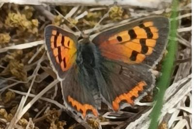 <i>Lycaena phlaeas</i>