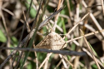 <i>Aspitates ochrearia</i>