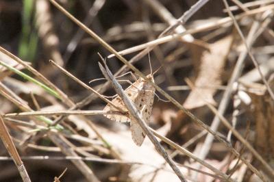 <i>Aspitates ochrearia</i>