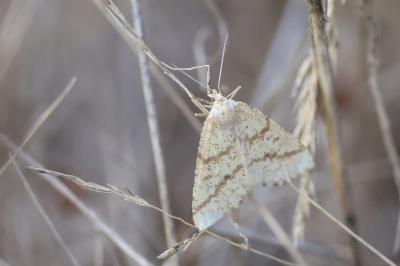 <i>Aspitates ochrearia</i>