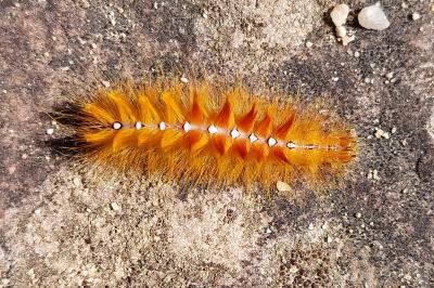<i>Acronicta aceris</i>