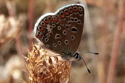 <i>Polyommatus icarus</i>