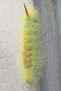 <i>Calliteara pudibunda</i>