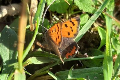 <i>Lycaena phlaeas</i>