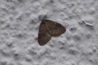 <i>Operophtera brumata</i>