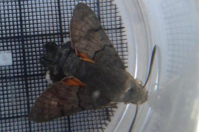 <i>Macroglossum stellatarum</i>