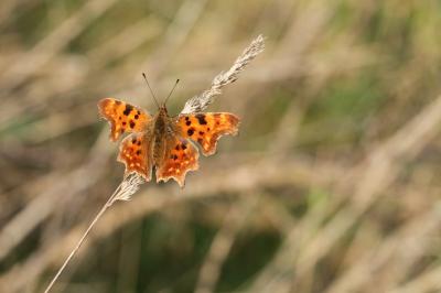 <i>Polygonia c-album</i>