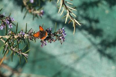 <i>Lycaena phlaeas</i>
