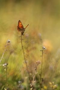 <i>Lycaena phlaeas</i>