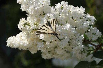 <i>Iphiclides podalirius</i>