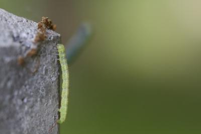 <i>Operophtera brumata</i>