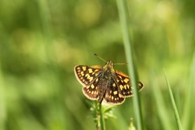 <i>Carterocephalus palaemon</i>