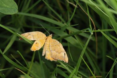 <i>Camptogramma bilineata</i>