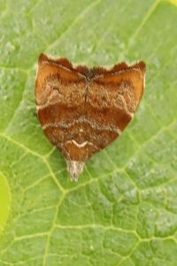 <i>Choreutis nemorana</i>