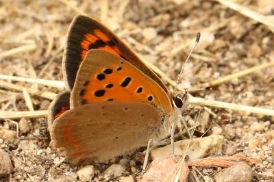 <i>Lycaena phlaeas</i>