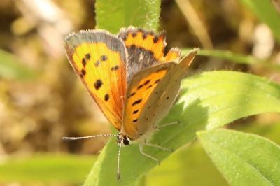 <i>Lycaena phlaeas</i>