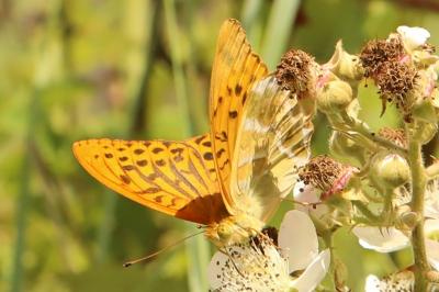 <i>Argynnis paphia</i>